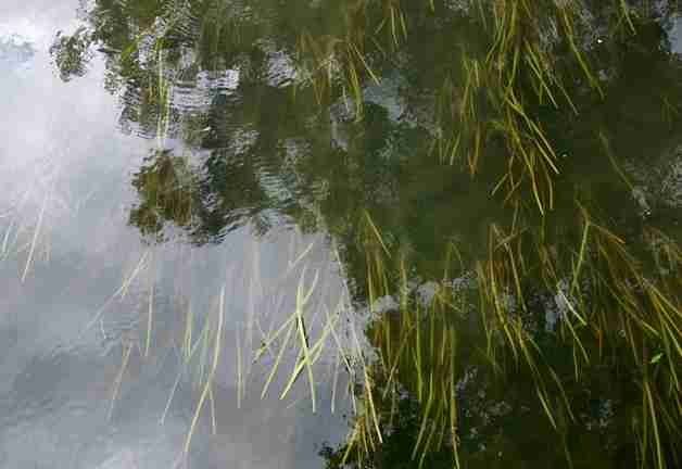 regard sur l'eau dormante