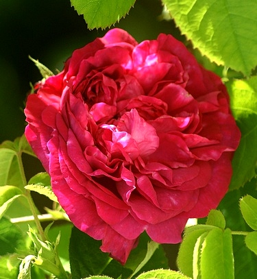 Photo de rose